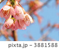 寒緋桜とマメザクラの交配種で下向きに咲くのが特徴です。