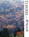 高野山紅葉