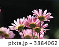 小菊