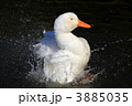 水浴びするアヒル
