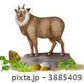 日本の野性動物　日本カモシカ