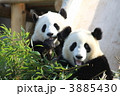 双子のパンダ　食事中