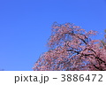 満開の枝垂桜