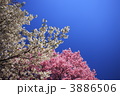 桜咲く春のに