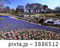 春に咲く花　チューリップ