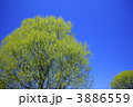 五月晴れに映える新緑