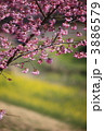 彼岸桜と菜の花の遠景