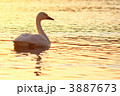 白鳥*03