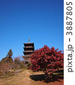 赤い椿と備中国分寺五重の塔
