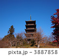 赤い椿と備中国分寺五重塔
