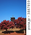 赤い椿と青空と備中国分寺五重塔（縦位置）