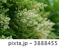 梣　トネリコと申します。