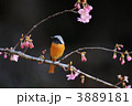 ジョウビタキと河津桜