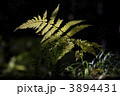 シダ