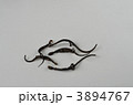 サンショウウオの燻製