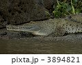 クロコダイル