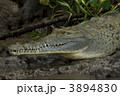 クロコダイル