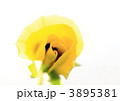 黄色のパンジーの蕾