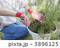 鉢の植え替えをする女性
