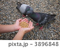 ハトのエサやり