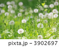 わたぼうし