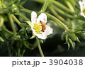苺の花と蜂