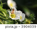 苺の花と蜂2