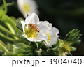 苺の花と蜂3