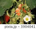 いちご畑