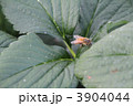 苺の葉と蜂