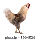 3904529