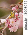 枝垂桜