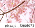 八重桜