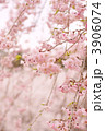 枝垂桜