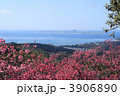 桜の八重岳から伊江島を望む