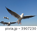 3907230