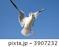 3907232