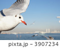 3907234