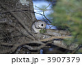 枝の上で食事をするエゾモモンガ