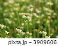 満開のソバ畑