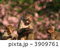 ニホンザル