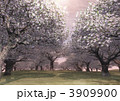 幻想世界「桜満開図＜夕刻＞」