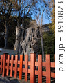 鶴岡八幡宮の再生中の大銀杏