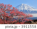 富士山と梅