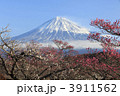 富士山と梅
