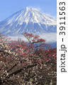 富士山と梅