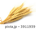 麦穂