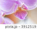 胡蝶蘭　紫色