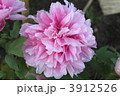 優美な冬の華　ボタン