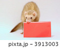フェレット